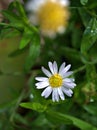 Closeup white common  daisy flower, oxeye daisy with water drops  in the garden Royalty Free Stock Photo