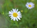 Closeup dwhite common daisy oxeye daisy in garen Royalty Free Stock Photo