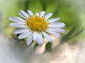 Closeup white common daisy oxeye flowers in garden