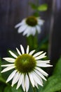 White Coneflower Close-up