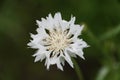 Closeup of the white cornflower with scientific name Centaurea cyanus Royalty Free Stock Photo