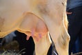 Closeup white cow udder Royalty Free Stock Photo