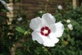 Closeup of  white crimsoneyed flower of Hibiscus syriacus in mid August Royalty Free Stock Photo