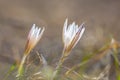 Closeup white crocus flowers among a prairie Royalty Free Stock Photo