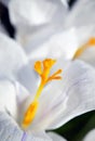 Closeup of white crocus,