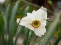 Closeup of white daffodil with colourful cup and pollen