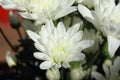 Closeup white Dahlias