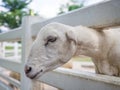 Closeup of white dairy breed goat in farm while looking for some Royalty Free Stock Photo
