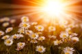 Closeup of white daisies with warm sunrays