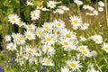 Closeup of white daisy in field of flowers outside during summer day. Zoomed in on blossoming plant growing in the Royalty Free Stock Photo