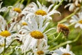 Closeup of white daisy in field of flowers outside during summer day. Zoomed in on blossoming plant growing in the Royalty Free Stock Photo