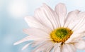 Closeup of a White Daisy Flower Royalty Free Stock Photo