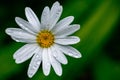 Closeup of a white daisy flower on a blurry background for wallpaper use Royalty Free Stock Photo