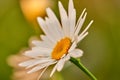 Closeup of a white daisy flower growing in a garden in summer with blurred background. Marguerite plants blooming in