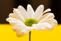 Closeup white daisy flower on yellow and dark brown background Royalty Free Stock Photo