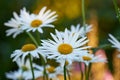 Closeup of white daisy flowers in a field outside during summer day. Zoomed in on blossoming plant growing in the garden Royalty Free Stock Photo