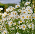 Closeup of white daisy flowers in field outside during a summer day. Zoomed in on blossoming plants growing in the Royalty Free Stock Photo