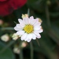 Closeup white daisy flowers Royalty Free Stock Photo