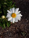 A closeup of a white daisy Royalty Free Stock Photo