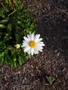 A closeup of a white daisy