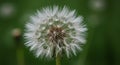 Closeup of a White Dandelion Seedhead with Water Droplets on Green Background Royalty Free Stock Photo