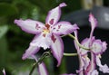 Closeup of the white and dark purple Aliceara Donald Halliday Smile Eri orchid