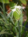 White Dazzle pure flower Hippeastrum Amaryllis Christmas Gift Royalty Free Stock Photo