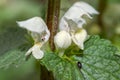 Closeup of White deadnettle flowers