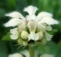 White deadnettle (Lamium album)