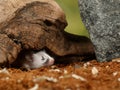 Closeup white decorative young mouse looking out from hole at sunny day Royalty Free Stock Photo