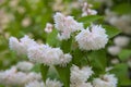 Closeup of white Deutzia flowers in a garden