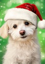 Closeup of a white dog wearing a Santa hat as a mobile backgroun Royalty Free Stock Photo