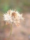 Closeup white dry plant in garden and soft focus and blurred for background ,nature background