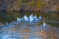 white duck crowd swim in a river Royalty Free Stock Photo