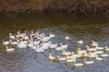 white duck crowd swim in a river Royalty Free Stock Photo