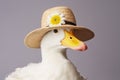 Closeup of white duck in summer straw hat with flower in hatband Royalty Free Stock Photo