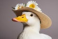 Closeup of white duck in summer straw hat with flower in hatband Royalty Free Stock Photo