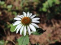 Closeup of white Echinacea purpurea Alba. Crop of herbs in summer sunny day on meadow. Medicinal plants . Royalty Free Stock Photo