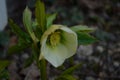 Closeup of white, edged with purple, Lenten Rose, helleborus hybridus flowers