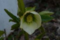 Closeup of white, edged with purple, Lenten Rose, helleborus hybridus flowers