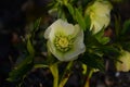 Closeup of white, edged with purple, Lenten Rose, helleborus hybridus flowers