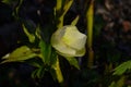 Closeup of white, edged with purple, Lenten Rose, helleborus hybridus flowers