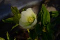 Closeup of white, edged with purple, Lenten Rose, helleborus hybridus flowers