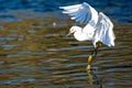 Closeup of a white Egret landing on water with open wings Royalty Free Stock Photo