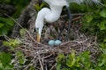 Closeup of a White Egret tending the blue eggs in its nest Royalty Free Stock Photo