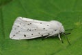 Closeup on a white ermine moth, Spilosoma lubricipeda sitting on a green leaf in the garden
