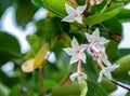 Closeup of White Ervatamia flowers on blur background and copy s Royalty Free Stock Photo