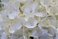 Closeup of White fhortensia lowers - Hydrangea