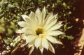 Closeup white flower blossom