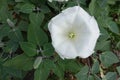 Closeup of white flower of Datura innoxia Royalty Free Stock Photo
